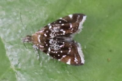 <i>Prochoreutis myllerana</i>