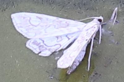 <i>Elophila nymphaeata</i>