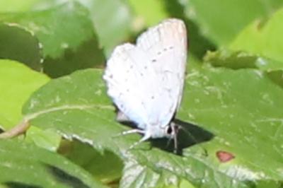 Azuré des Nerpruns 