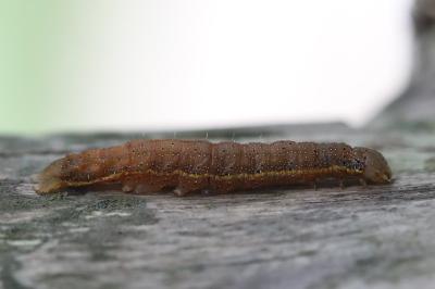 Noctuelle des Potagers 
