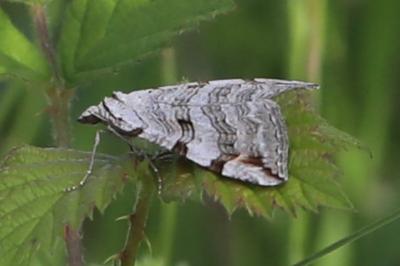 <i>Aplocera</i>