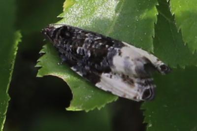 <i>Hedya pruniana</i>