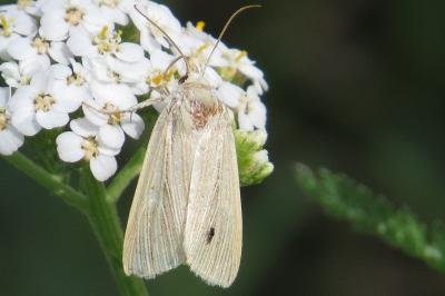 Leucanie blafarde 
