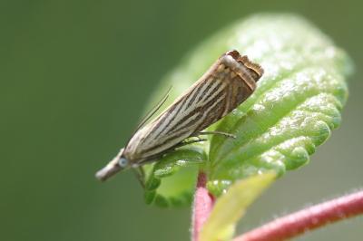<i>Chrysoteuchia culmella</i>