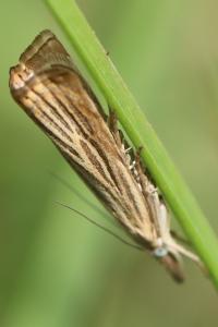 <i>Chrysoteuchia culmella</i>