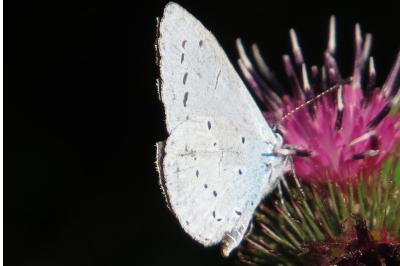 Azuré des Nerpruns 