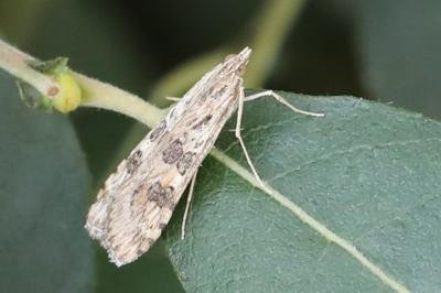 <i>Nomophila noctuella</i>