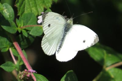 Piéride du Navet 