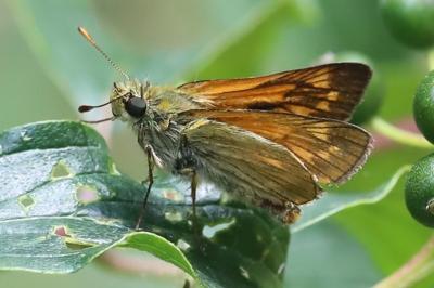 Sylvaine 
