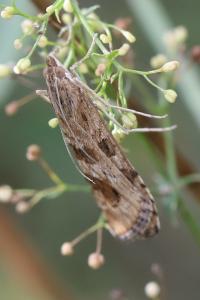 <i>Nomophila noctuella</i>