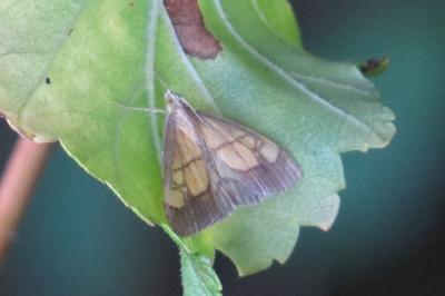 <i>Evergestis limbata</i>