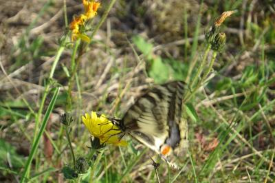 Machaon 