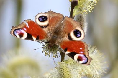 Aglais io