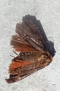 <i>Amphipyra</i>