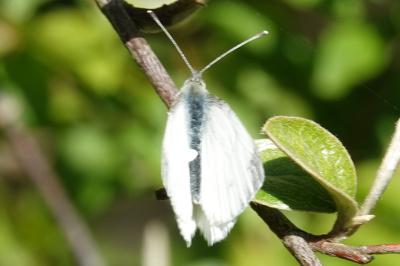 <i>Pieris</i>