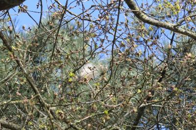 Processionnaire du Pin 