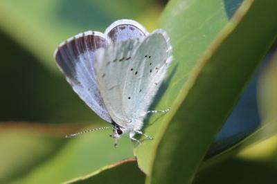 Celastrina argiolus