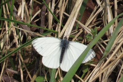 Piéride du Navet 