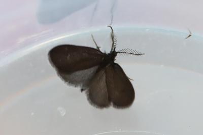 <i>Psyche casta</i>