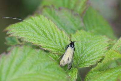 <i>Adela reaumurella</i>