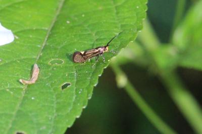 <i>Esperia sulphurella</i>