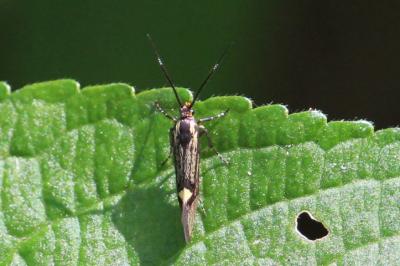 <i>Esperia sulphurella</i>