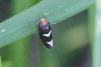 <i>Incurvaria</i>