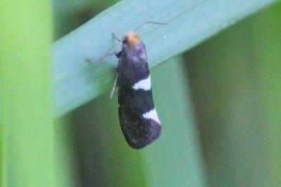 <i>Incurvaria</i>