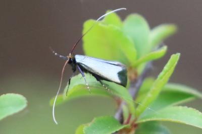 <i>Adela reaumurella</i>