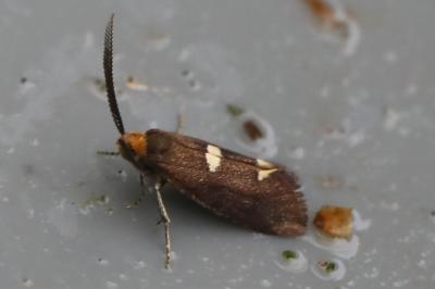 <i>Incurvaria masculella</i>