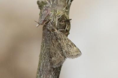 <i>Pyrausta despicata</i>