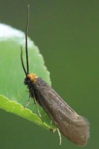 <i>Incurvaria koerneriella</i>
