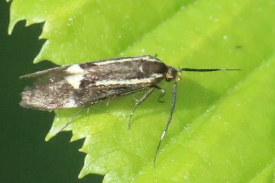 <i>Esperia sulphurella</i>