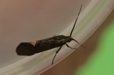 <i>Esperia sulphurella</i>
