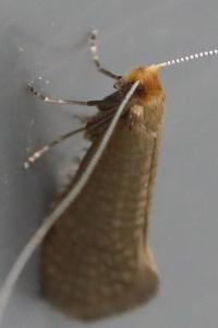 <i>Nematopogon adansoniella</i>