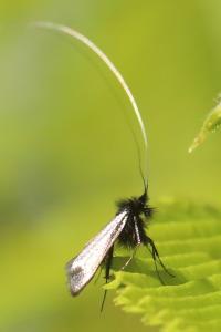 <i>Adela reaumurella</i>