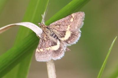<i>Pyrausta aurata</i>