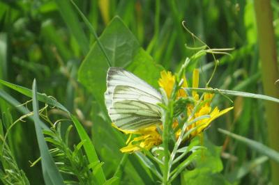<i>Pieris napi</i>