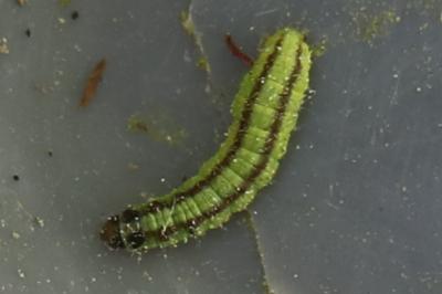 <i>Acrobasis advenella</i>