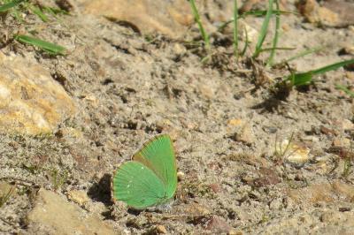 <i>Callophrys rubi</i>