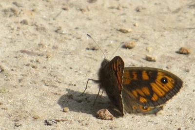 <i>Lasiommata megera</i>