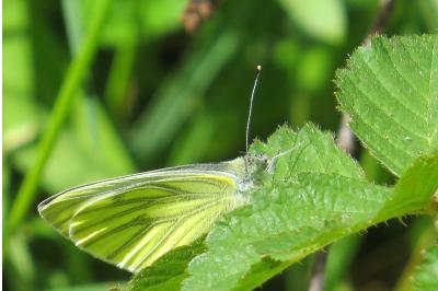 <i>Pieris napi</i>