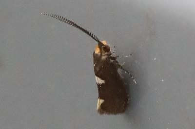 <i>Incurvaria masculella</i>