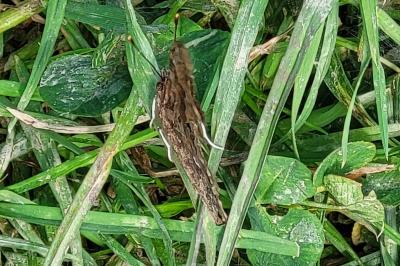<i>Polygonia c-album</i>