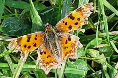 <i>Polygonia c-album</i>