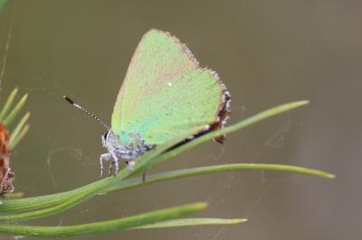 <i>Callophrys rubi</i>