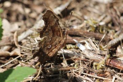 <i>Polygonia c-album</i>