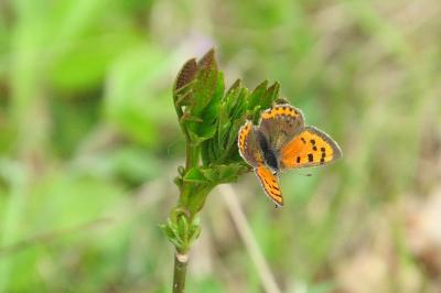 <i>Lycaena phlaeas</i>