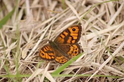 <i>Lasiommata megera</i>