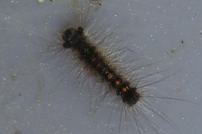 <i>Lymantria dispar</i>